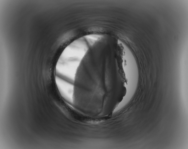 X0000083560735200703091616