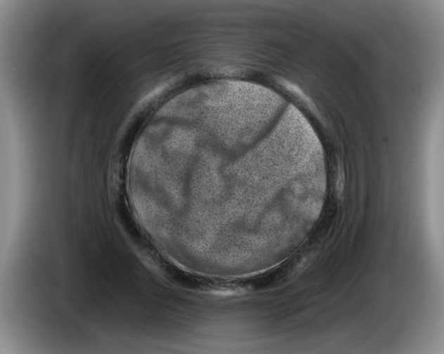 X0000083560736200703091616