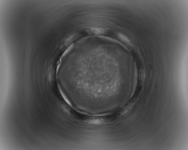 X0000083560760200703091616