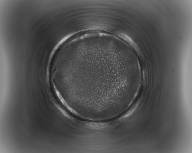 X0000083560780200703091615