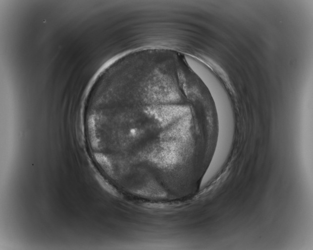 X0000083560792200703091615