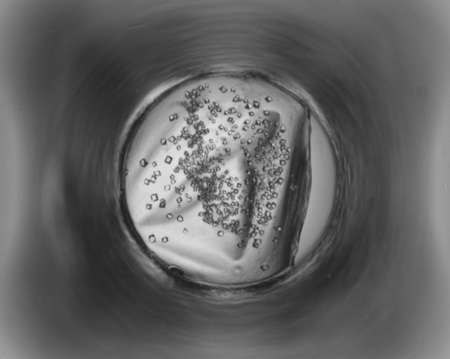 X0000083560795200703091615