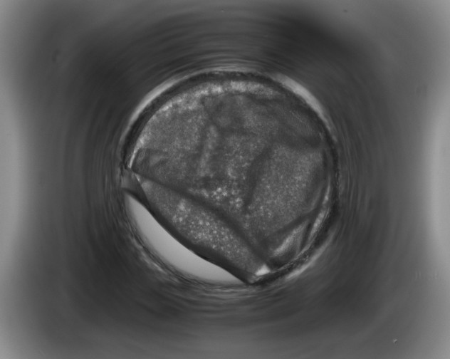 X0000083560829200703091614