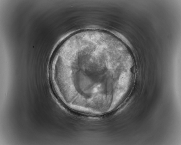 X0000083560839200703091614