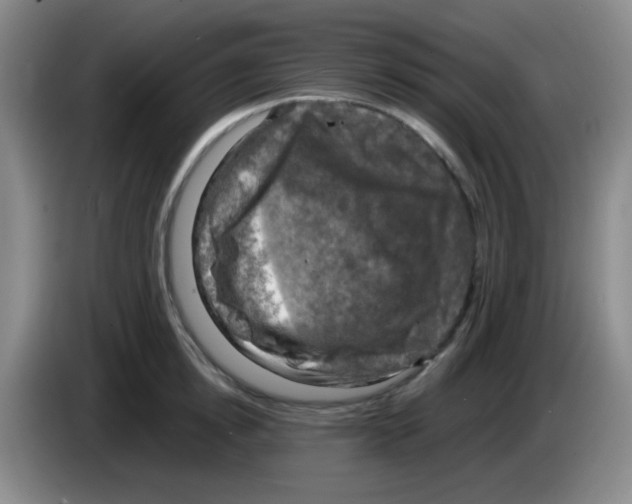 X0000083560854200703091615