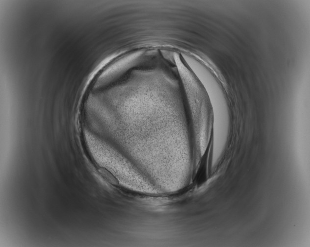 X0000083560893200703091614