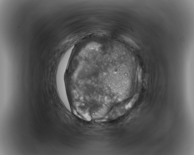 X0000083560917200703091613