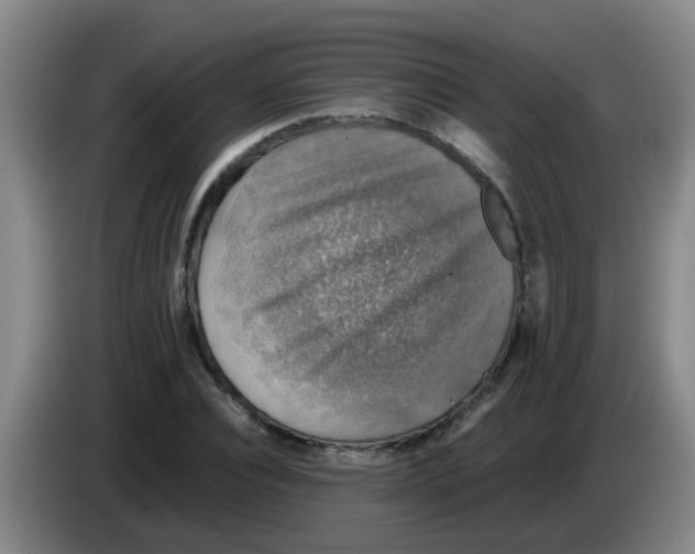 X0000083560928200703091613