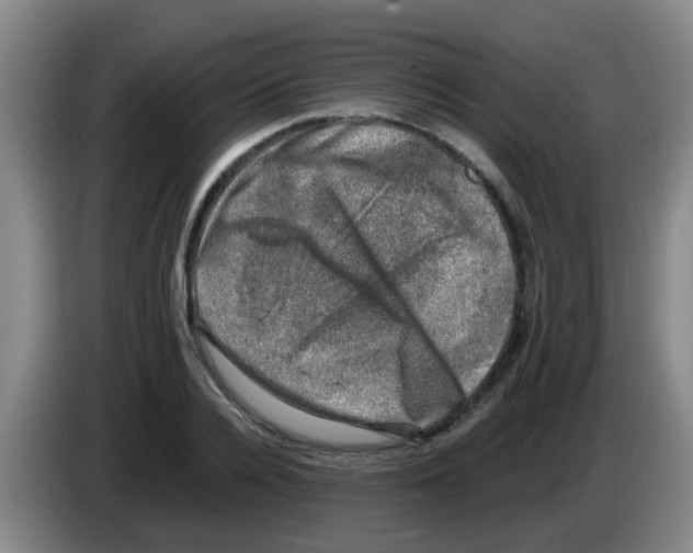 X0000083560936200703091613