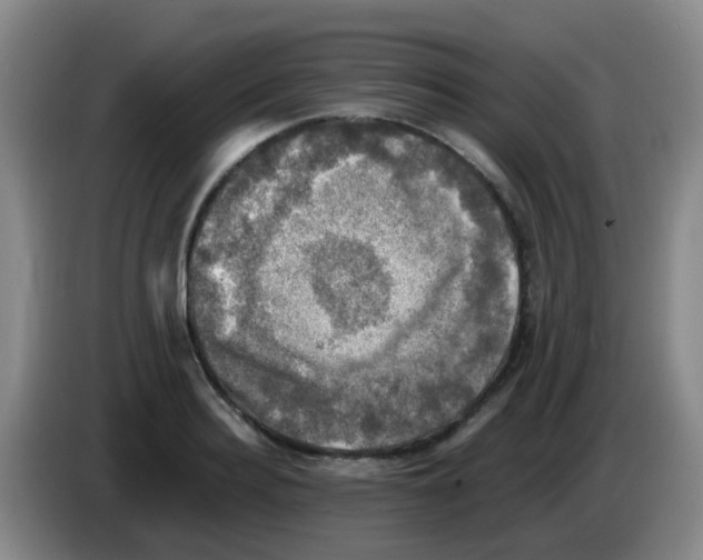 X0000083560940200703091613