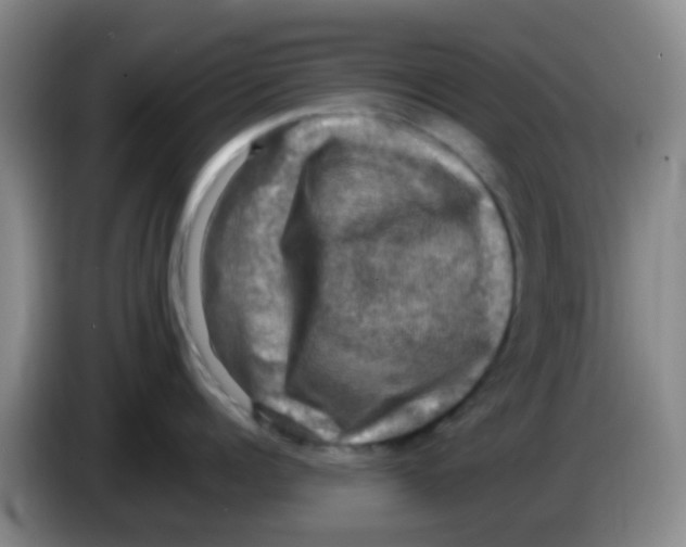 X0000083560960200703091613