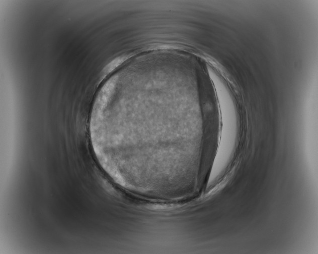 X0000083560985200703091612