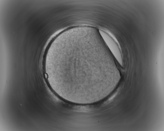 X0000083560995200703091612