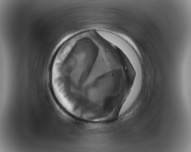 X0000083560999200703091612