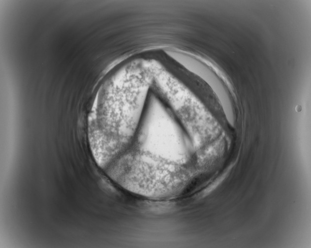 X0000083561001200703091612