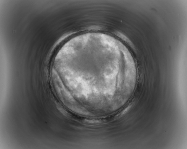 X0000083561027200703091612