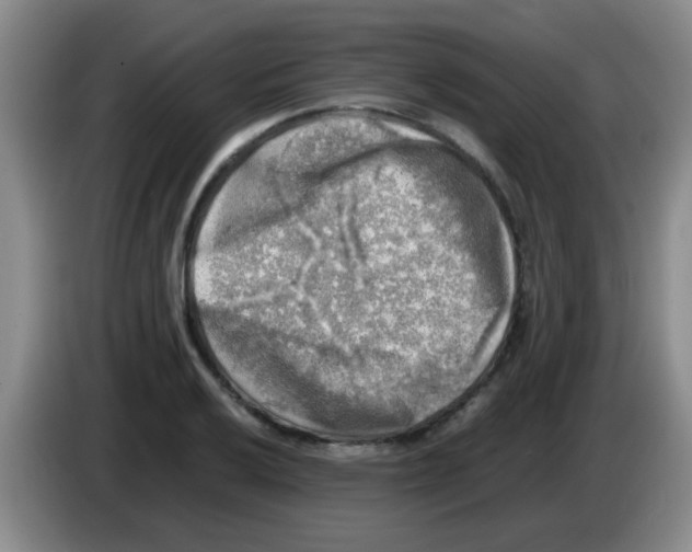 X0000083561032200703091612