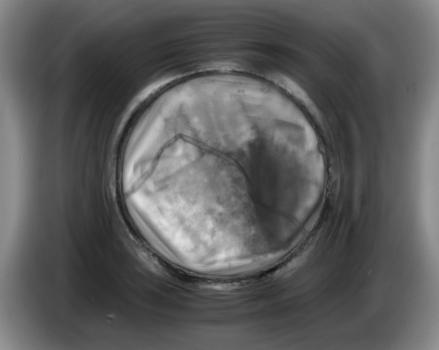 X0000083561035200703091612