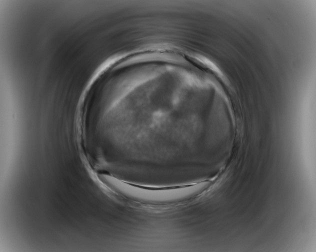 X0000083561046200703091612