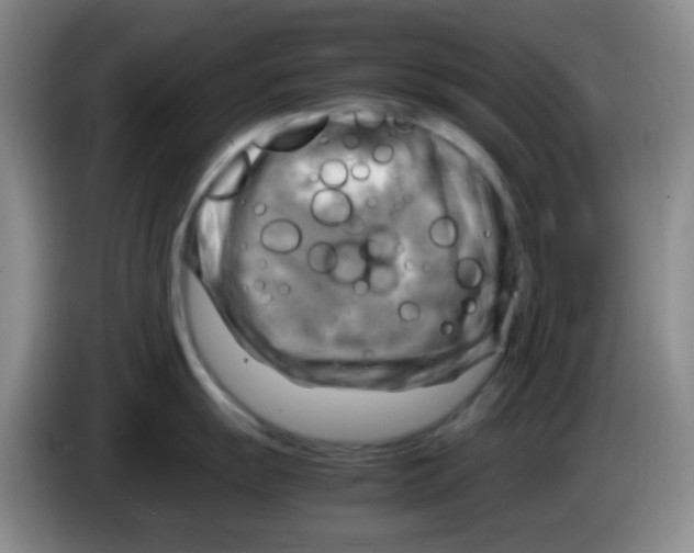 X0000083561055200703091612