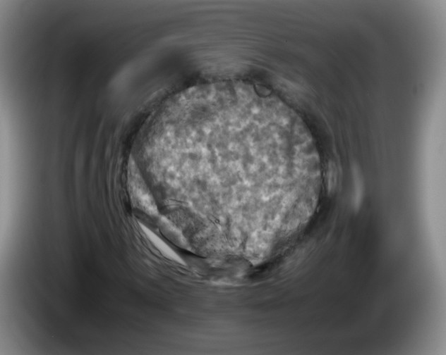 X0000083561059200703091611