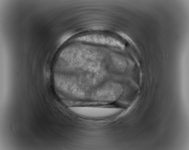 X0000083561065200703091611