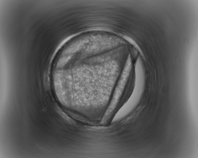 X0000083561068200703091611