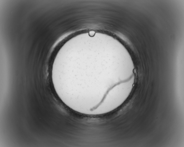 X0000083561070200703091611