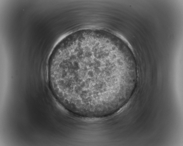 X0000083561079200703091611