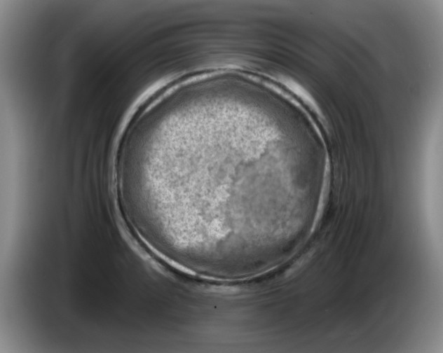 X0000083561088200703091611