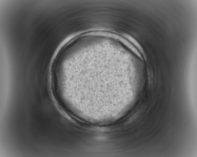 X0000083561096200703091611