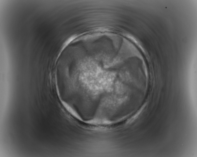 X0000083561097200703091611