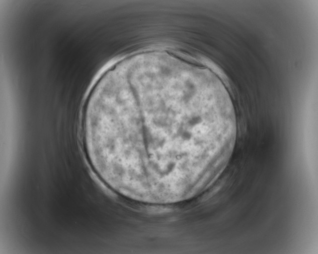 X0000083561103200703091611