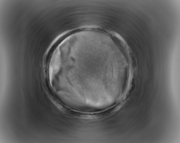 X0000083561124200703091610