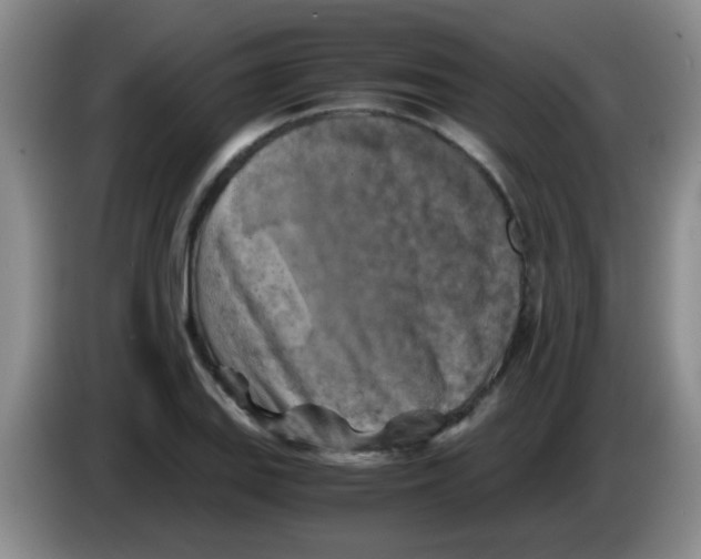 X0000083561127200703091611