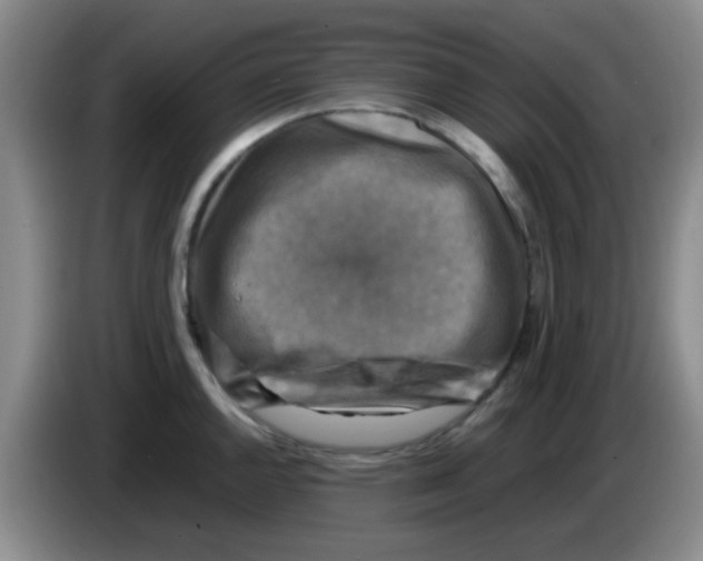 X0000083561144200703091611