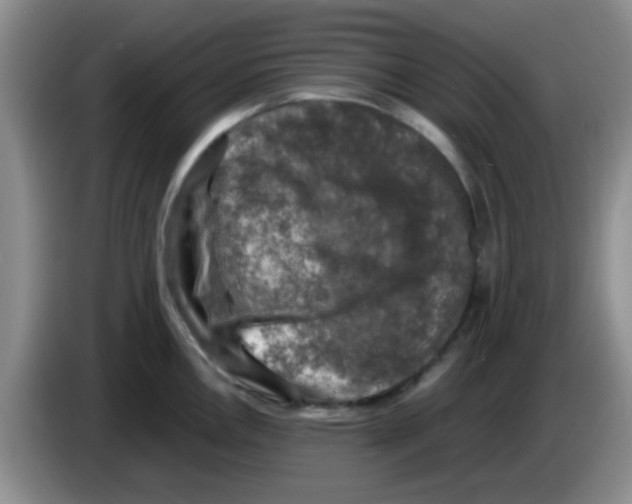 X0000083561146200703091611