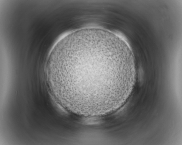 X0000083561150200703091611