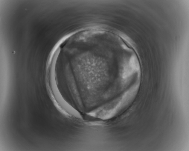 X0000083561152200703091611