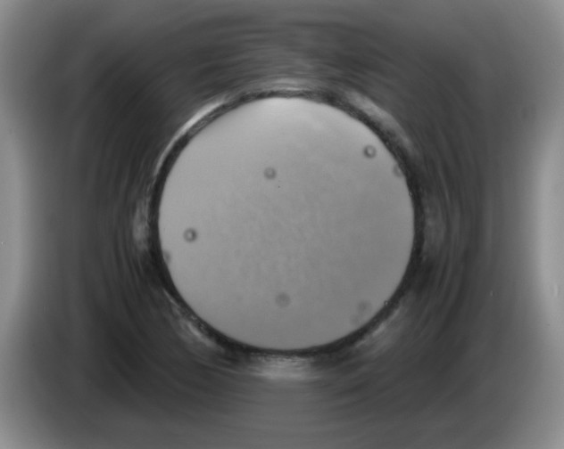 X0000083561170200703091610