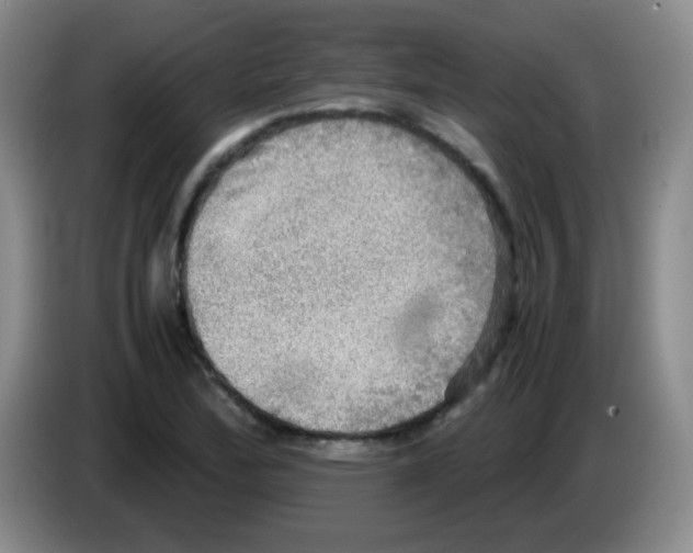 X0000083561172200703091610