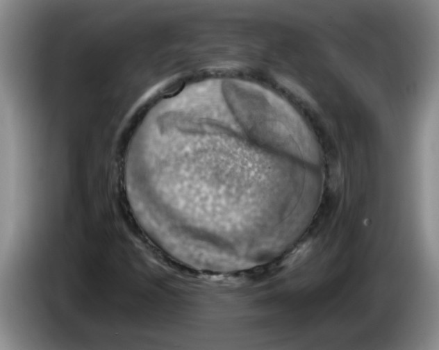 X0000083561208200703091609