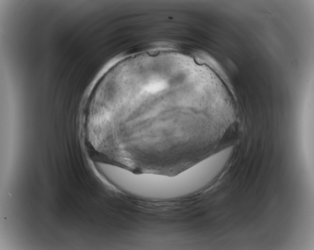 X0000083561243200703091610