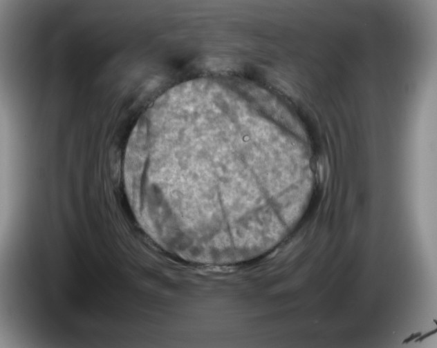 X0000083561251200703091609