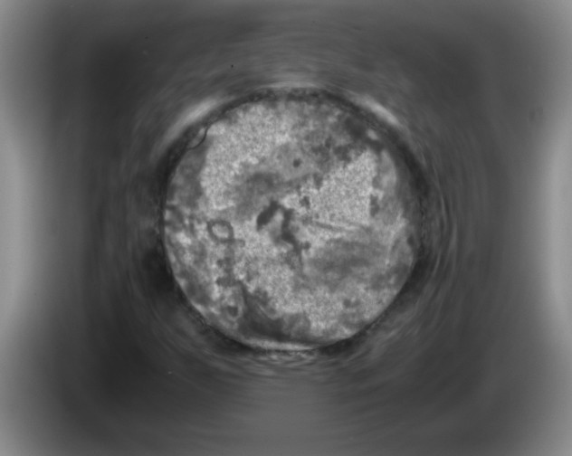 X0000083561255200703091609