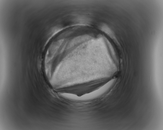 X0000083561260200703091609