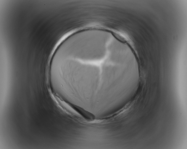 X0000083561295200703091608