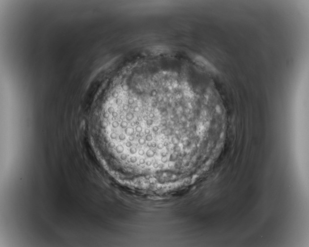 X0000083561302200703091608