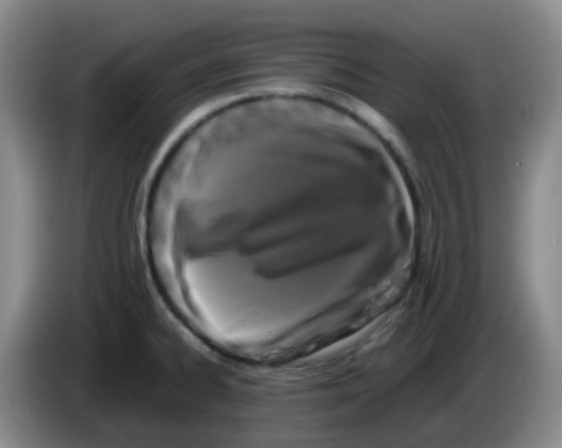 X0000083561334200703091608