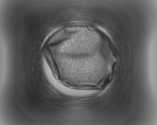 X0000083561357200703091607